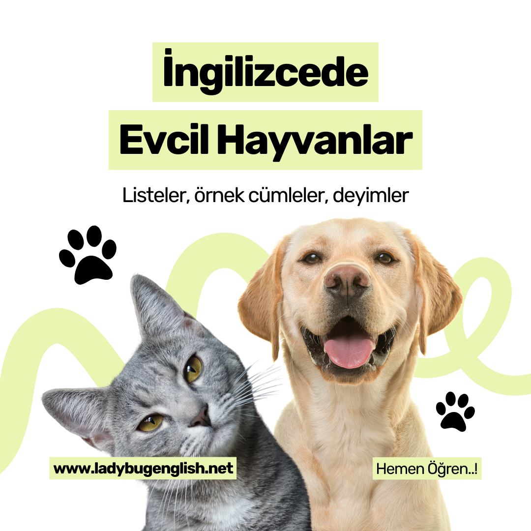 ingilizcede evcil hayvanlar