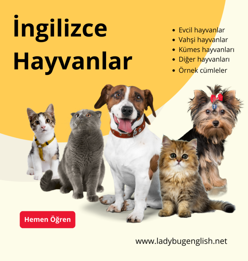 ingilizce hayvanlar listeler ve örnek cümleler