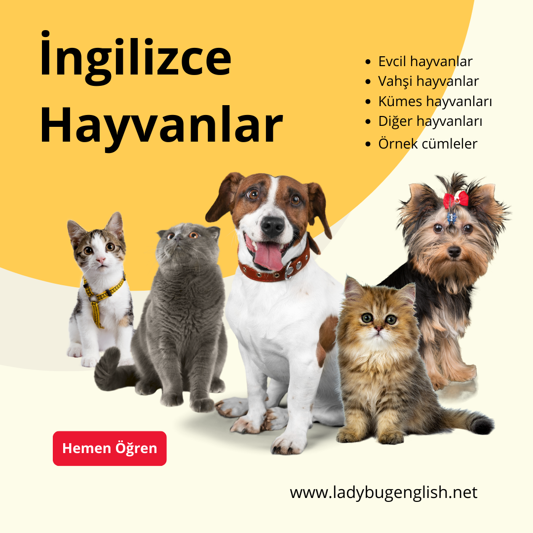 ingilizce hayvanlar listeler ve örnek cümleler